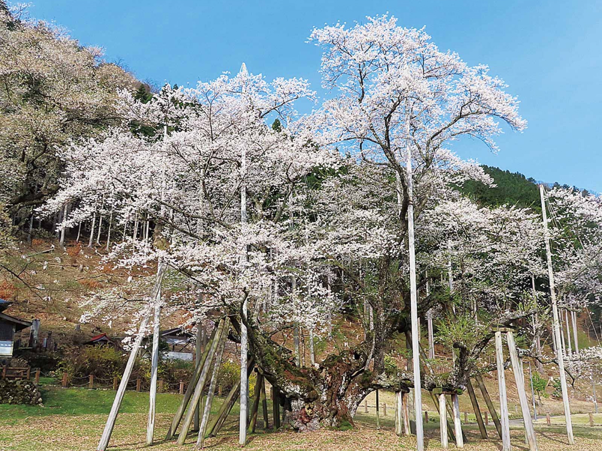 根尾谷淡墨桜 | 地域の宝物 | 東海「地域の宝物」ガイド