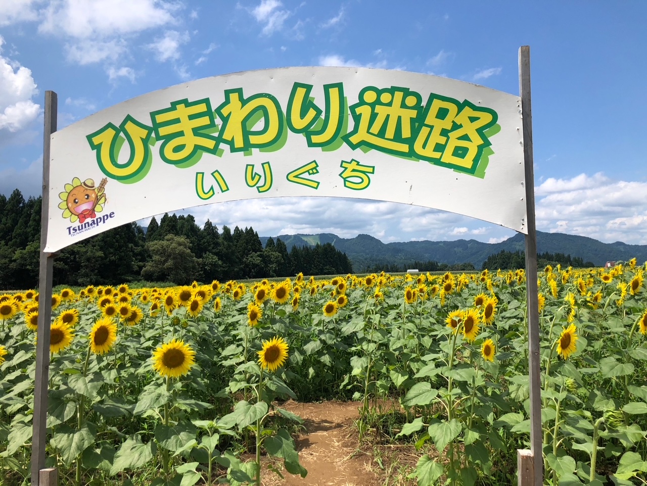 津南町50万本の「ヒマワリ」が見ごろ！（新潟県津南町） | 雪国ジャーニー