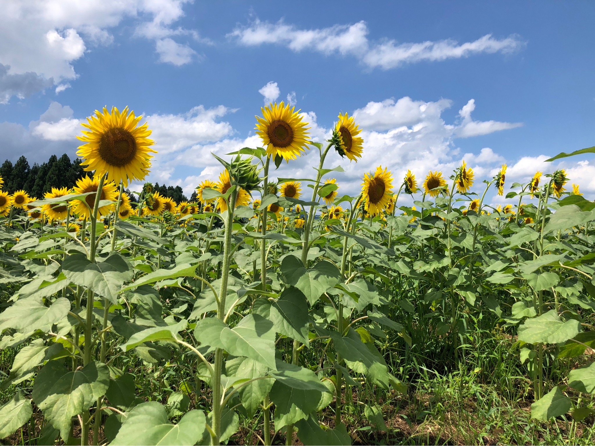 津南町50万本の「ヒマワリ」が見ごろ！（新潟県津南町） | 雪国ジャーニー