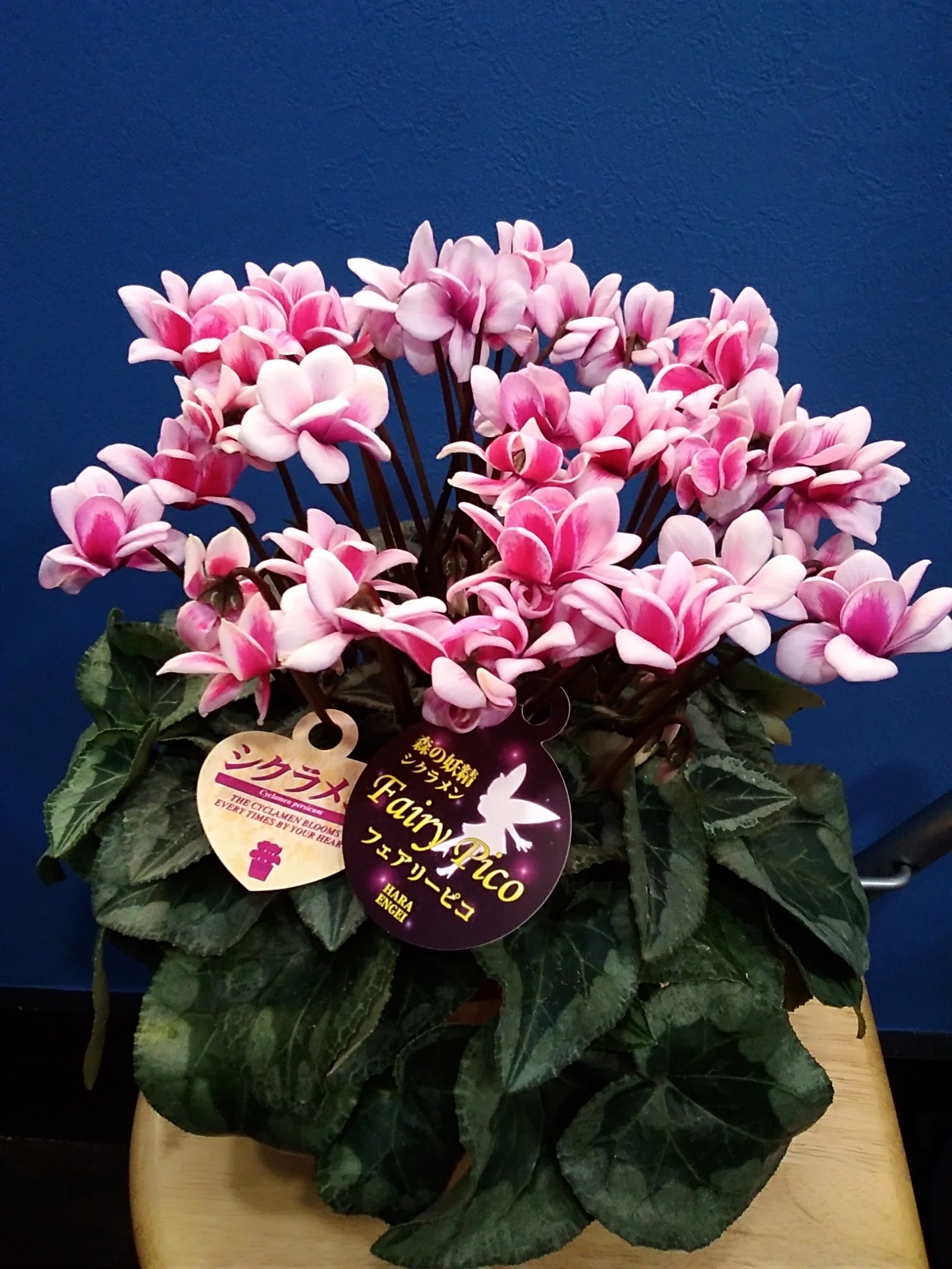 フェアリーピコ | 時の花 atelier floral