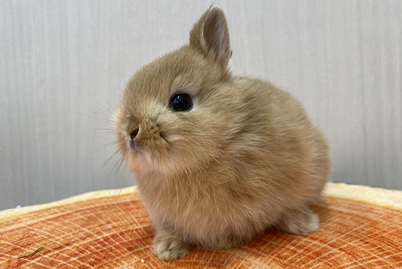 うさぎ | トーリーメイト-TORIMATE-関東地域ペットショップ