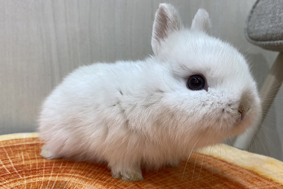 うさぎ | トーリーメイト-TORIMATE-関東地域ペットショップ