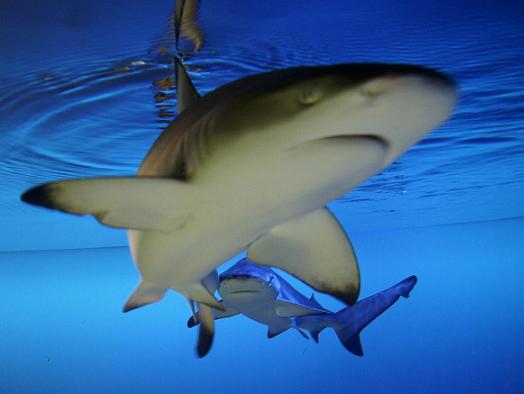 ブラックチップシャーク（ツマグロ）の写真｜としとしWeb水族館・魚図鑑