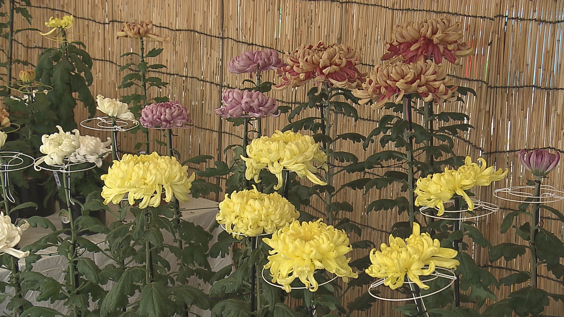 丹精込めて育てた花を披露「菊花展」約400点が優雅に咲き誇る 大分