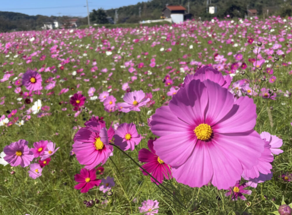 青谷上寺地遺跡近く！青谷のコスモス畑を見に行ってきました｜鳥取市