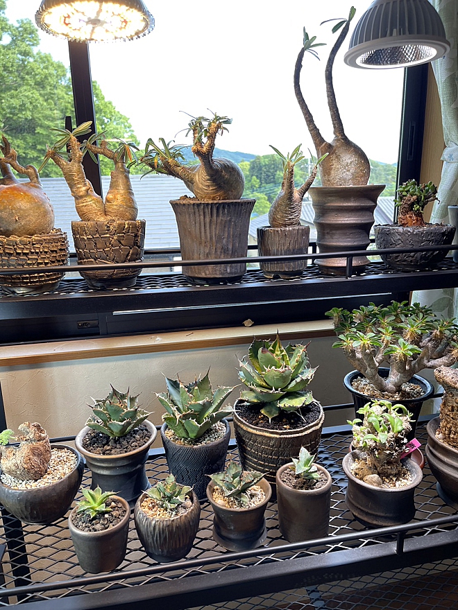 稲光〜金〜 5号直径15㎝ 3dプリンター鉢 作家鉢 アガベ S115580916