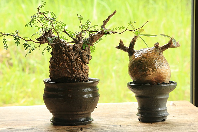 VALIEM MONSTER MOUTH BOWL Sサイズ MONSTER MOUTH VALIEM S ROUGH XS