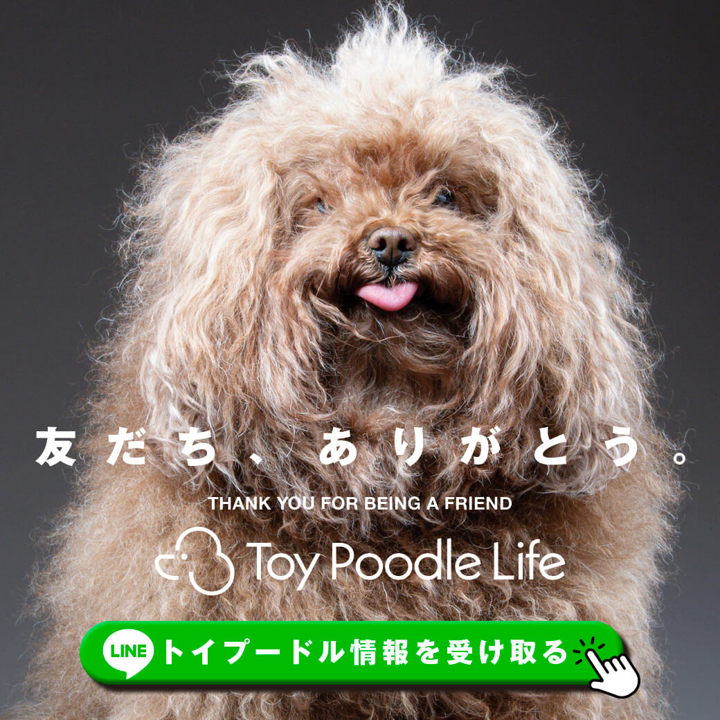 抽選200名】あなたの声で決まる！もうごはんを残さない“プードル専用