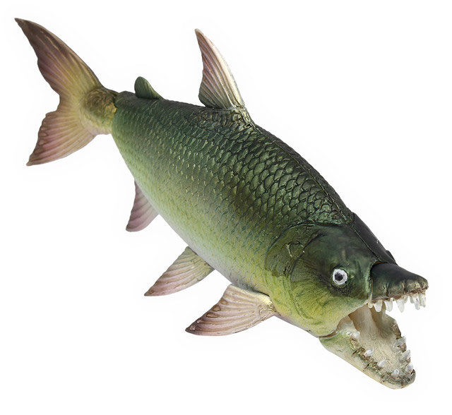 世界釣大戦 モンスターフィッシュ なぞの怪魚をおえ！ 【タカラトミー