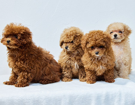 トイプードル専門店R | トイプードル専門店Rは、とびきりかわいいトイ