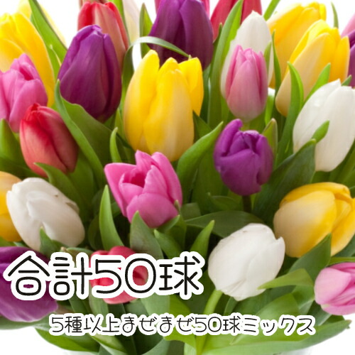 楽天市場】チューリップ三昧50球！おまかせチューリップ5種以上まぜ