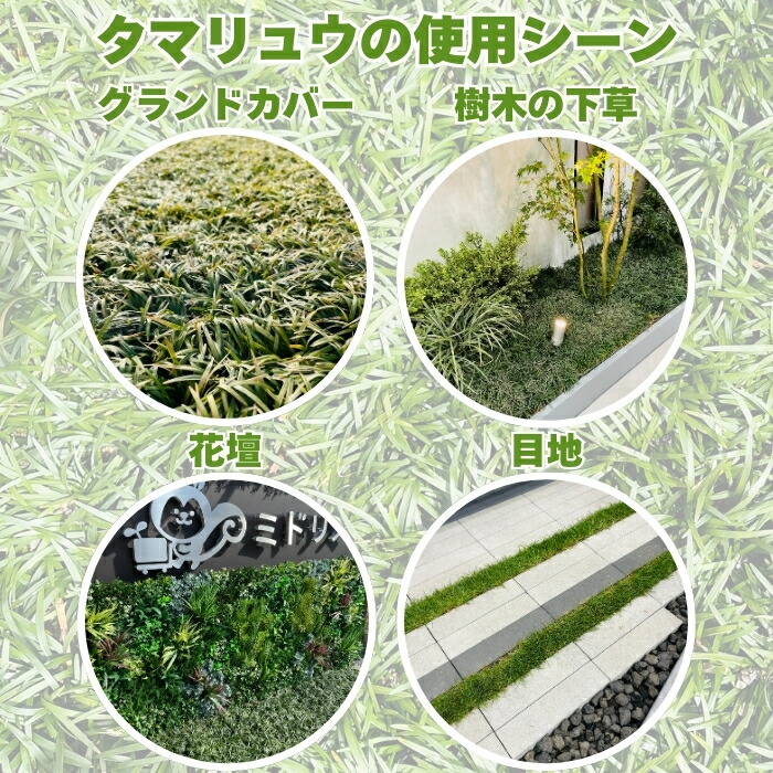 楽天市場】【レビュー特典あり】 タマリュウ（玉竜）マットタイプ 60cm