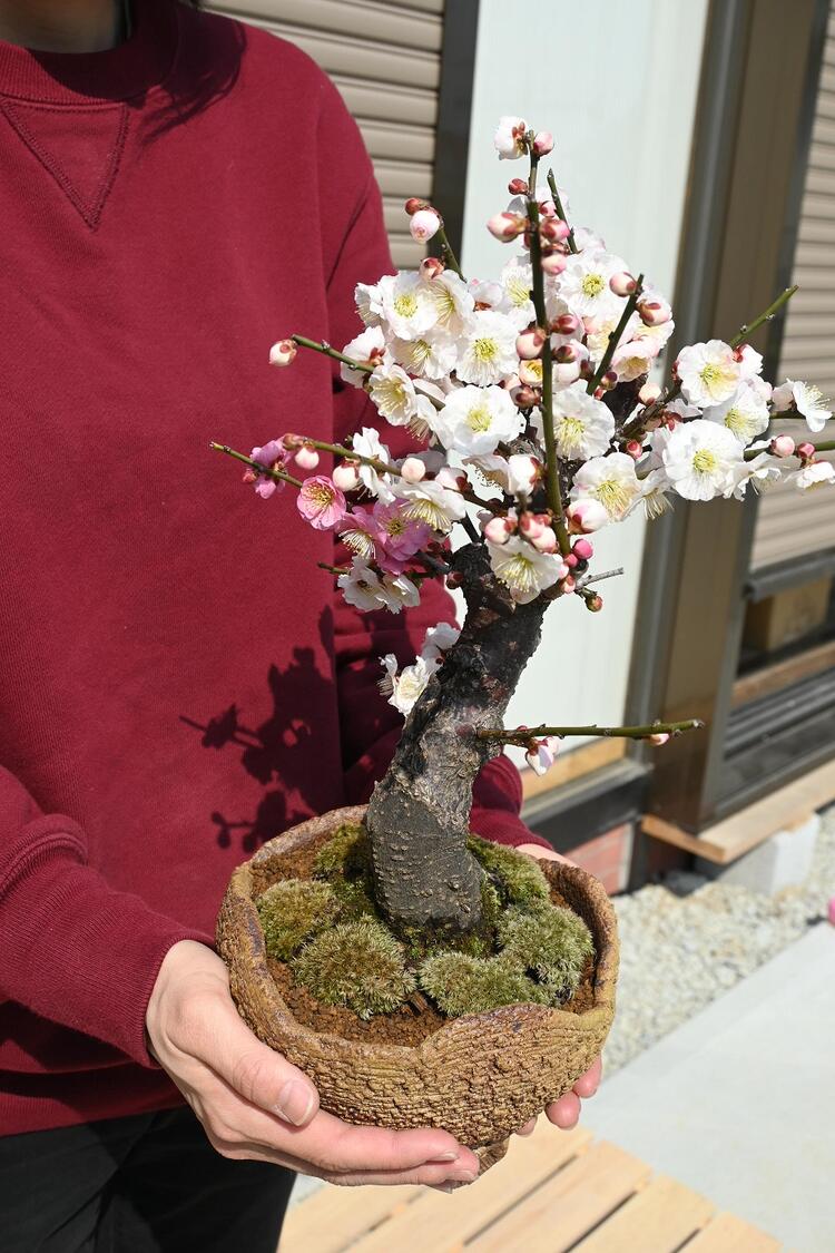 楽天市場】咲き分け梅梅盆栽2026年3月開花 咲き分け 思いのまま梅盆栽