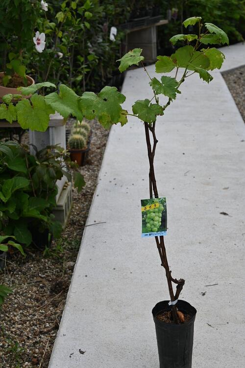 楽天市場】瀬戸ジャイアンツぶどう苗 葡萄苗 葡萄苗 2年物 : 園芸