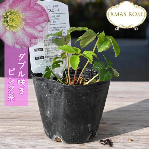 楽天市場】2023年新入荷苗 クリスマスローズ ダブル咲き ピンク系