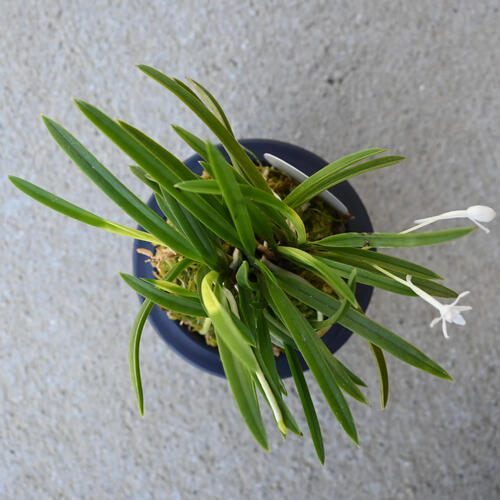 楽天市場】2024年NEW 現品 富貴蘭 紀州雪虎 鉢植え 風蘭 プラ鉢入り