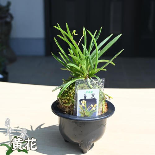 楽天市場】2025年NEW 現品 富貴蘭 黄花 鉢植え 風蘭 プラ鉢入り : 園芸