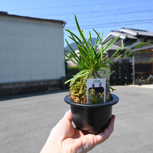 楽天市場】2025年NEW 現品 富貴蘭 黄花 鉢植え 風蘭 プラ鉢入り : 園芸