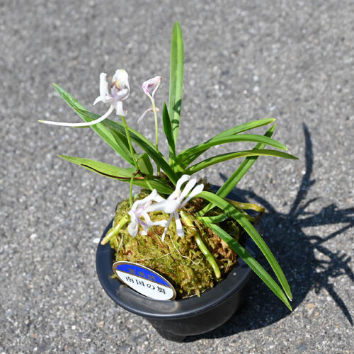 楽天市場】2025年NEW 現品 富貴蘭 南国の舞 鉢植え 風蘭 プラ鉢入り