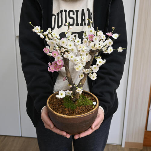 楽天市場】2026年2月～3月に開花香りを楽しむ2026年3月頃開花 思いの