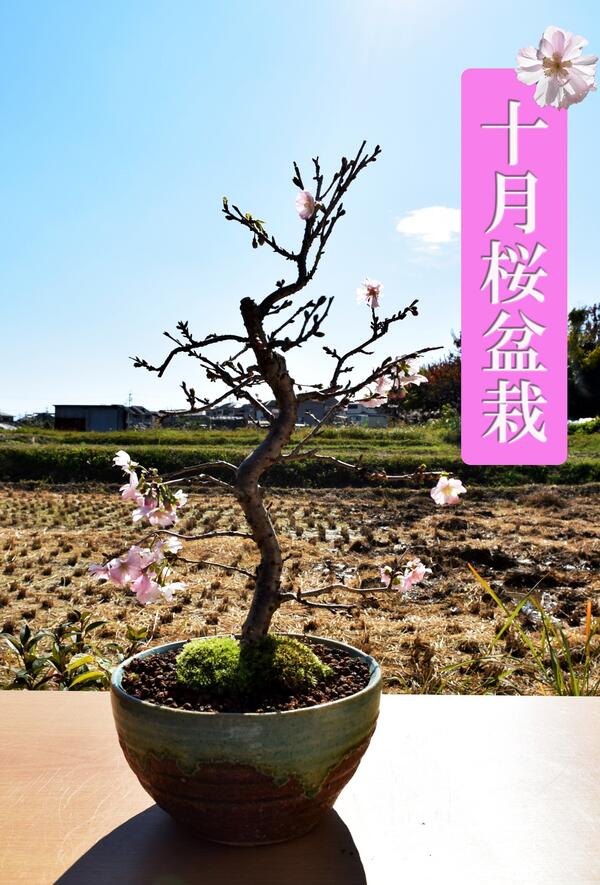 楽天市場】数量もの現品ではありません十月桜盆栽一年に二度桜を