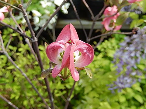 楽天市場】ハナミズキ2026年開花苗4種類のハナミズキが楽しめます