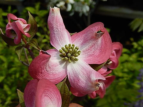 楽天市場】ハナミズキ2026年開花苗4種類のハナミズキが楽しめます