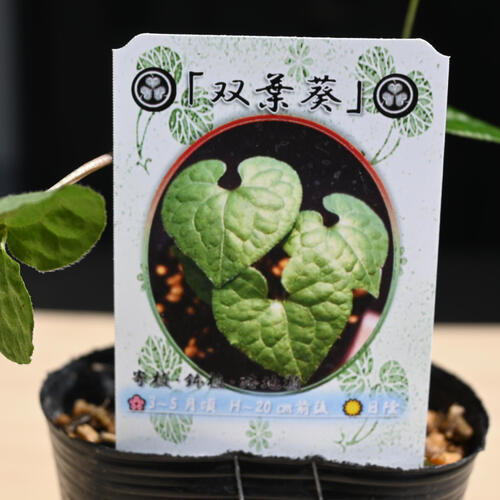 楽天市場】双葉葵 ポット苗 多年草 山野草 フタバアオイ カモアオイ