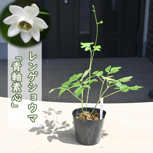 楽天市場】2024年NEW 青軸素心 レンゲショウマ ポット苗 多年草 山野草