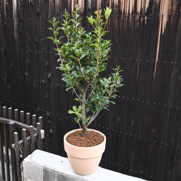 楽天市場】2026年は自宅用やプレゼントに贈り物 魔除けのオニヒイラギ