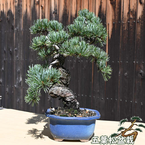 楽天市場】現品 2025年9月2日撮影 五葉松盆栽 本格 五葉松 盆栽 縁起の