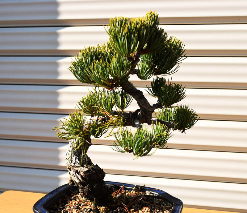楽天市場】現品 五葉松盆栽 A4本格五葉松盆栽 2020年12月22日撮影