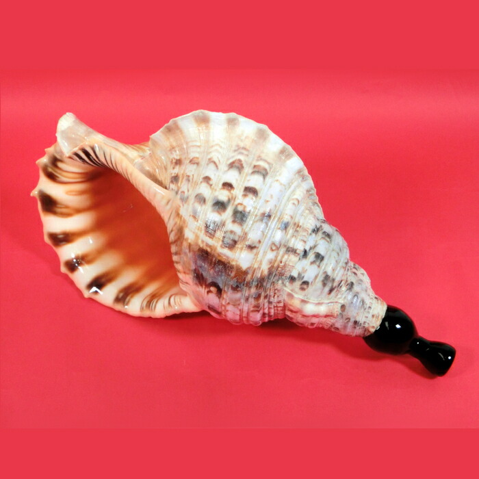 楽天市場】法螺貝（その他｜和楽器）：楽器・音響機器の通販