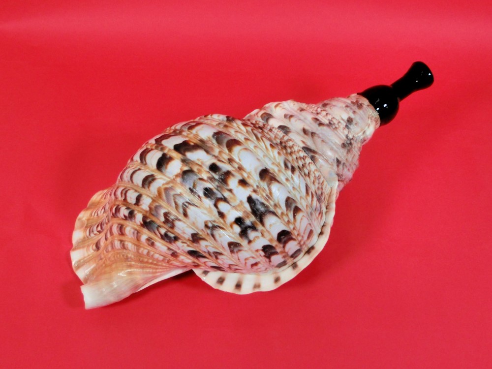 楽天市場】【法螺貝】ほら貝 大 37センチ : 三島屋楽器