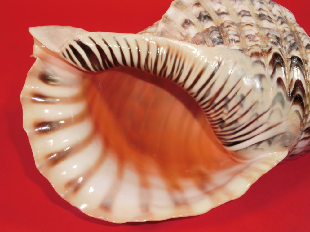 楽天市場】【法螺貝】ほら貝 大 37センチ : 三島屋楽器