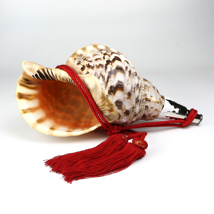 楽天市場】【 伊勢 宮忠 】【 No.12 法螺貝（ほら貝） 大型 】全長40.9