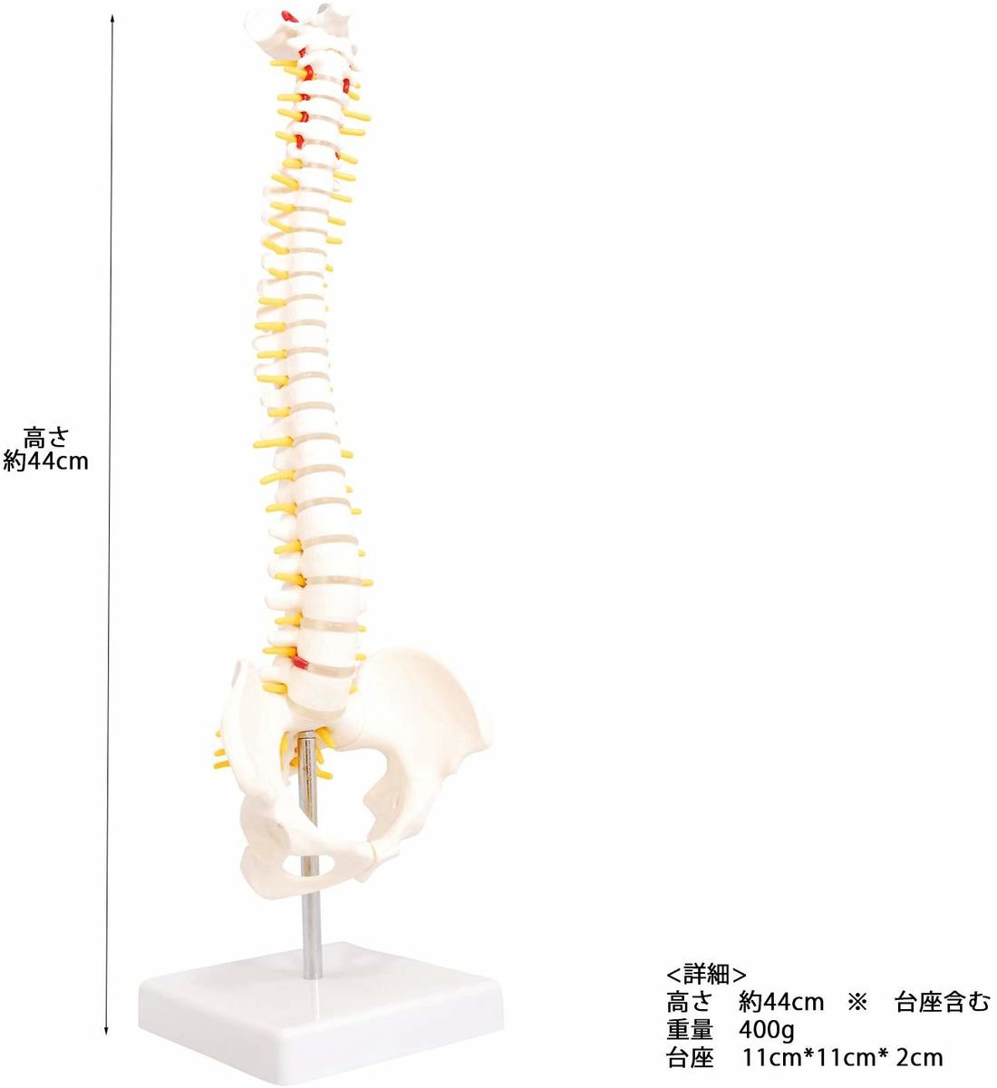 楽天市場】人体模型 脊椎骨盤模型 脊柱 脊髄 脊椎模型 脊椎骨模型 ミニ