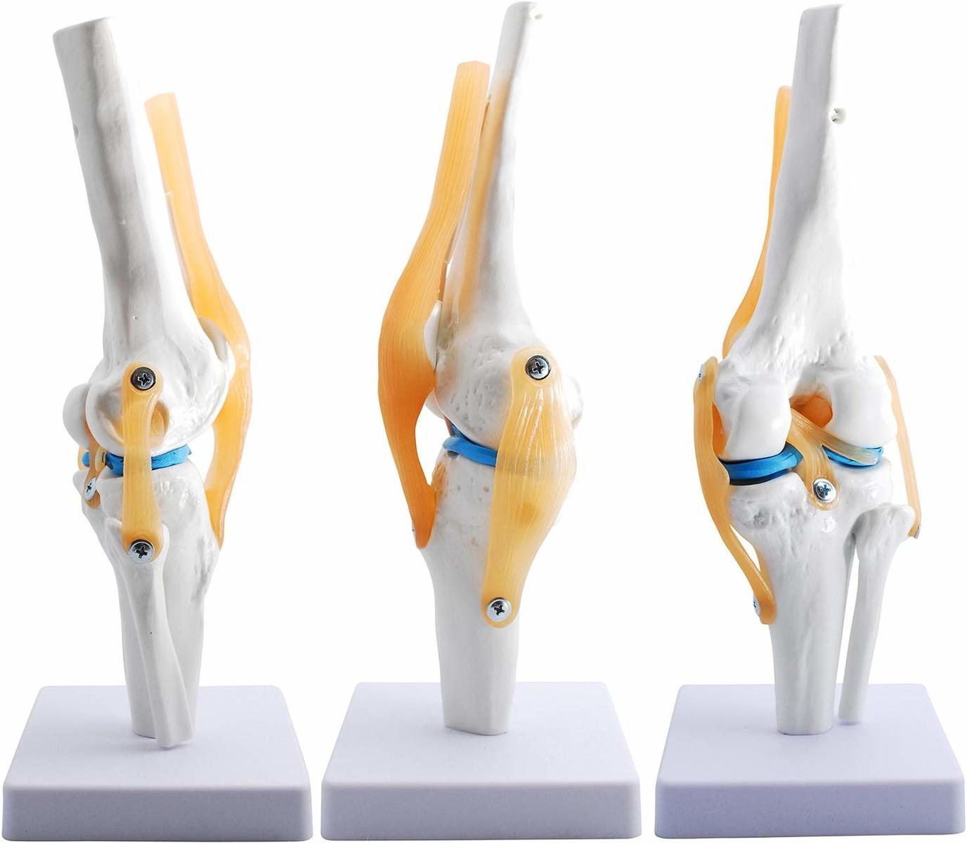楽天市場】膝関節模型 ひざ 膝関節 可動 模型 関節模型 実物大 等身大