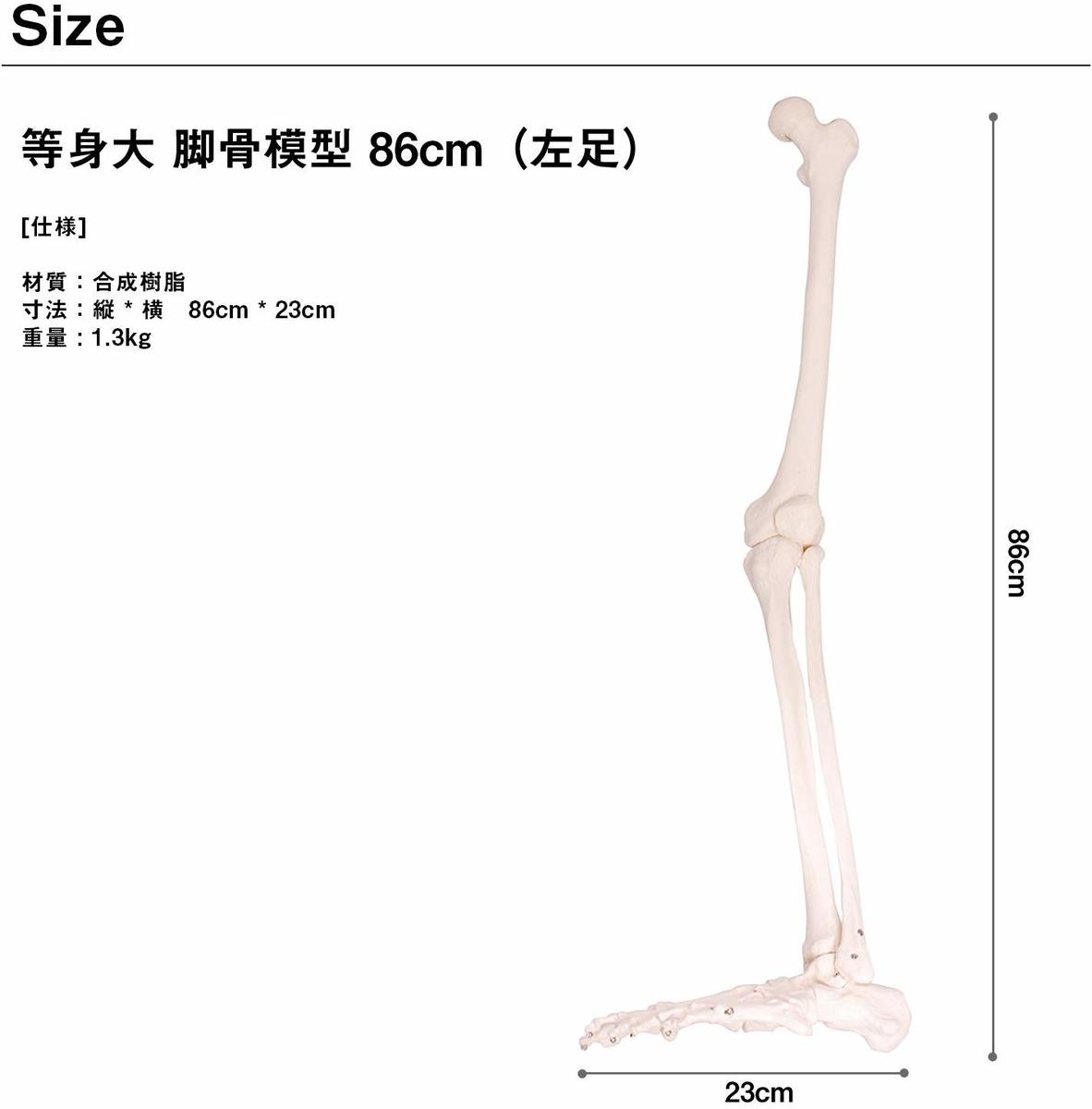 楽天市場】人体模型 下肢骨 下肢骨模型 大腿骨 脛骨 足骨 模型 膝関節