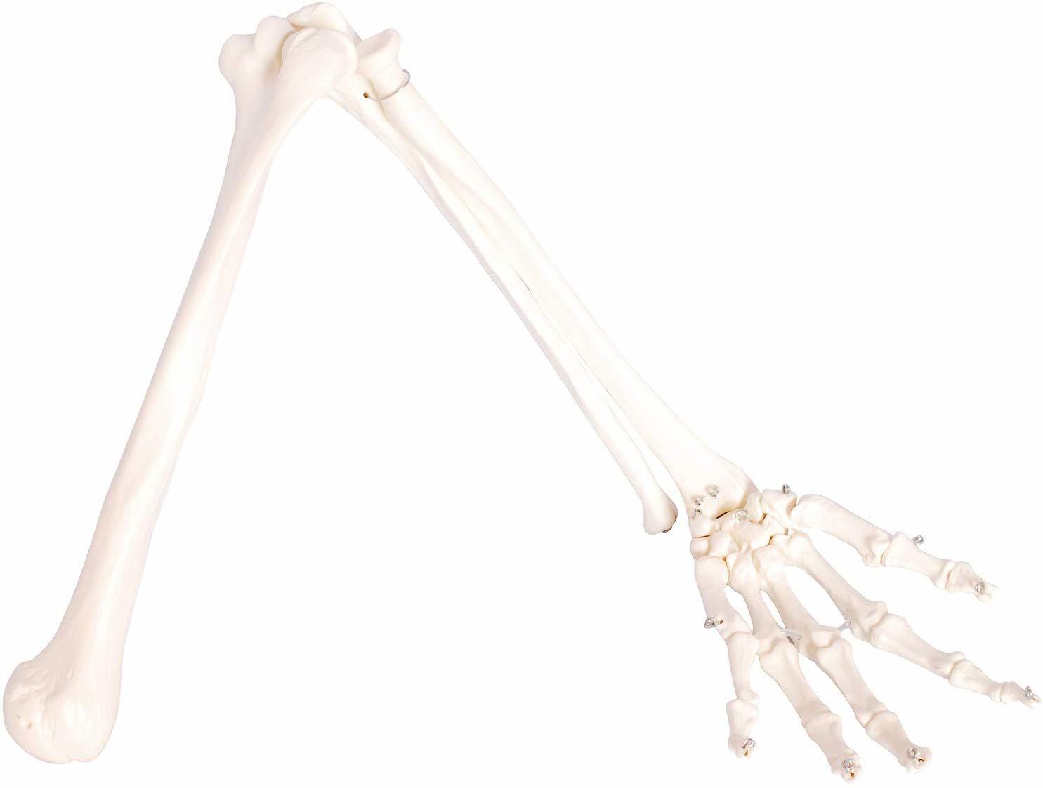 楽天市場】人体模型 上肢骨 上腕骨 前腕 手首 手骨 模型 等身大 73cm