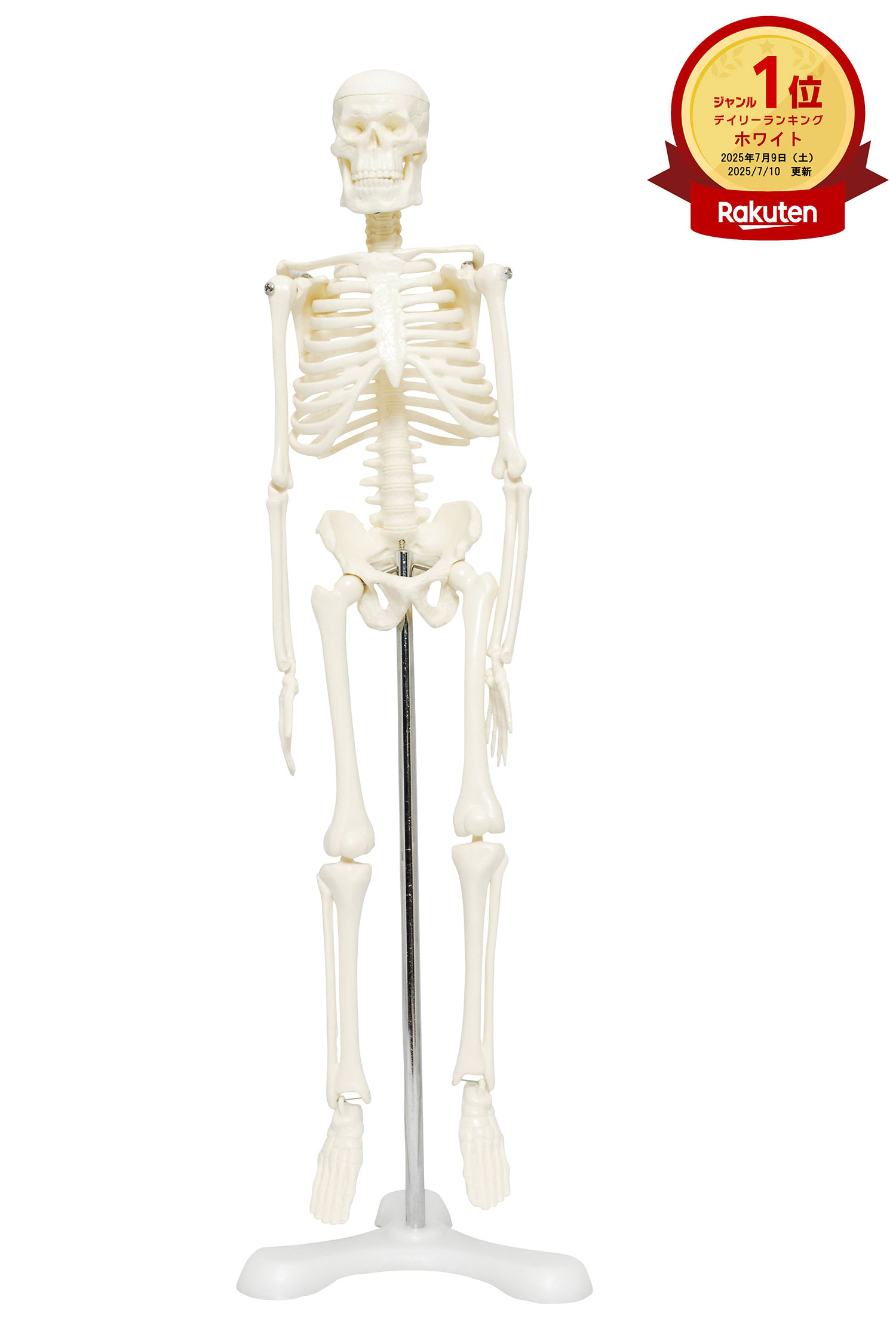 楽天市場】【理学療法士 × 整体師 監修】 人体骨格模型 ミニ 45cm 1/4