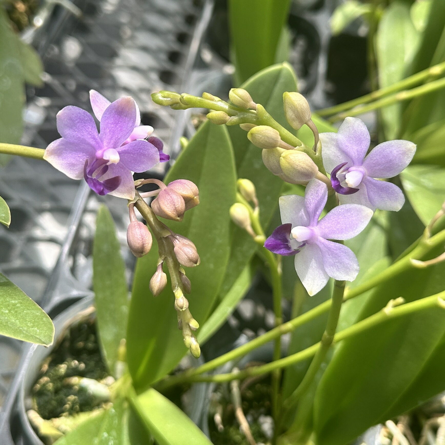 楽天市場】胡蝶蘭 当店一番人気の洋ランの苗 『青い胡蝶蘭 「紫式部