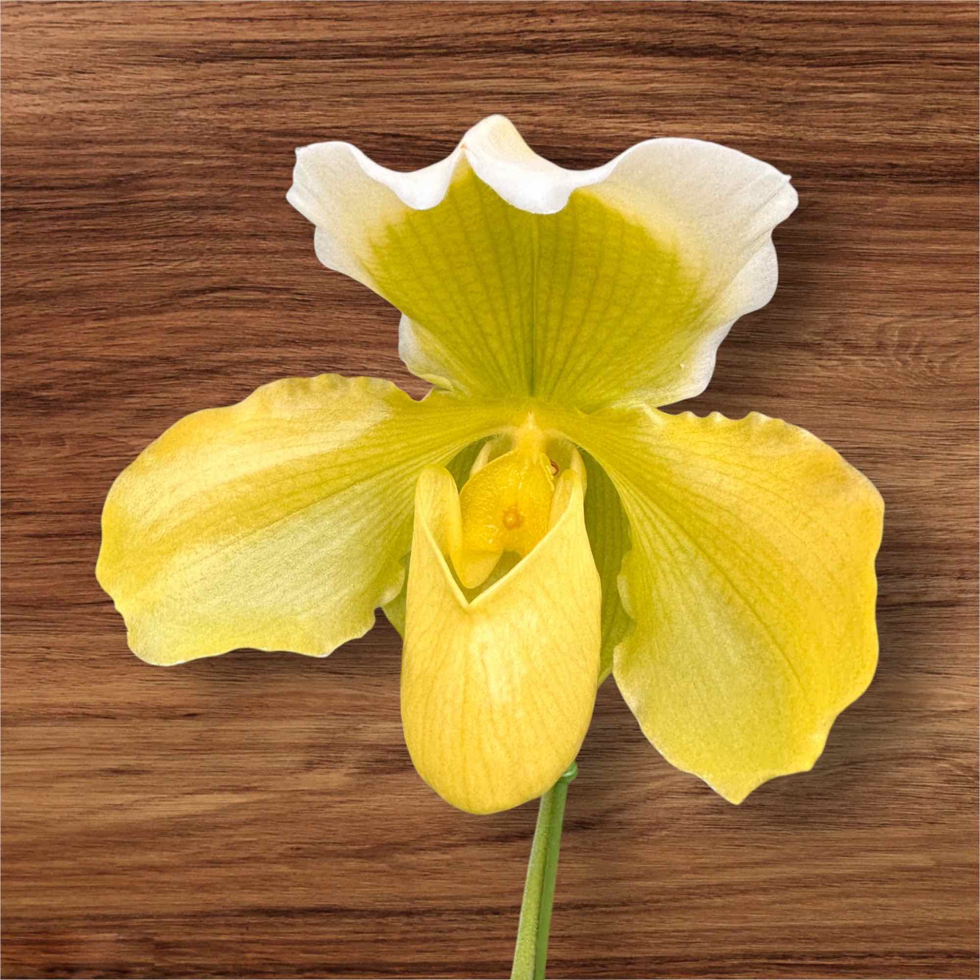 楽天市場】【冬限定】『洋蘭パフィオペディラム ガラス鉢仕立て』【贈