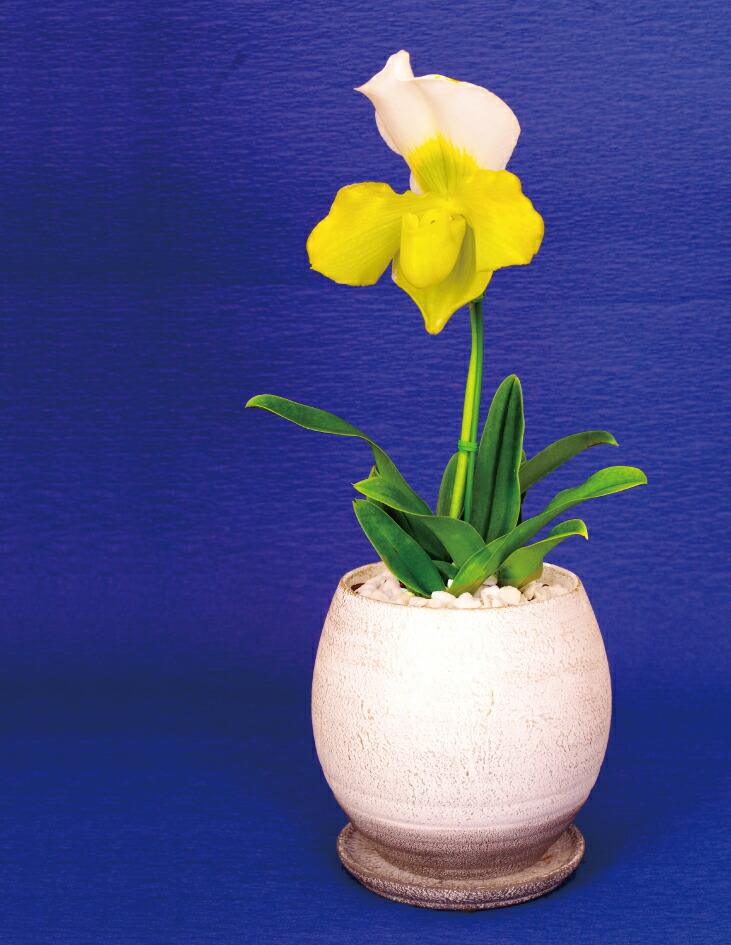 楽天市場】秋冬限定 洋ラン『パフィオペディラム 1本 陶器鉢仕立て』鉢