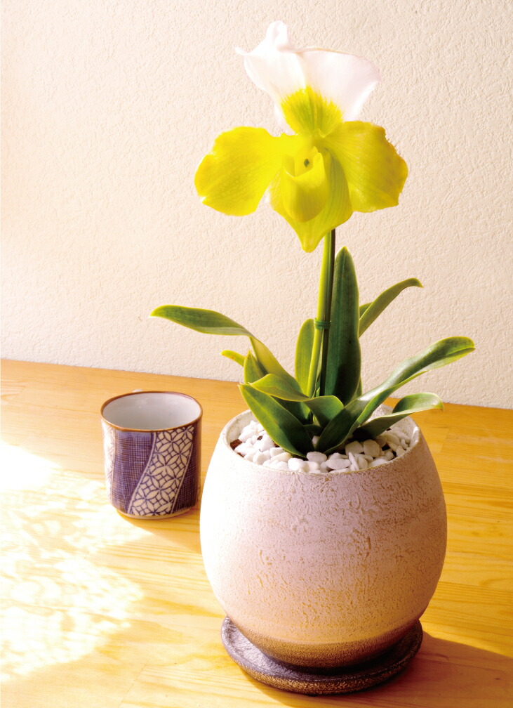 楽天市場】秋冬限定 洋ラン『パフィオペディラム 1本 陶器鉢仕立て』鉢