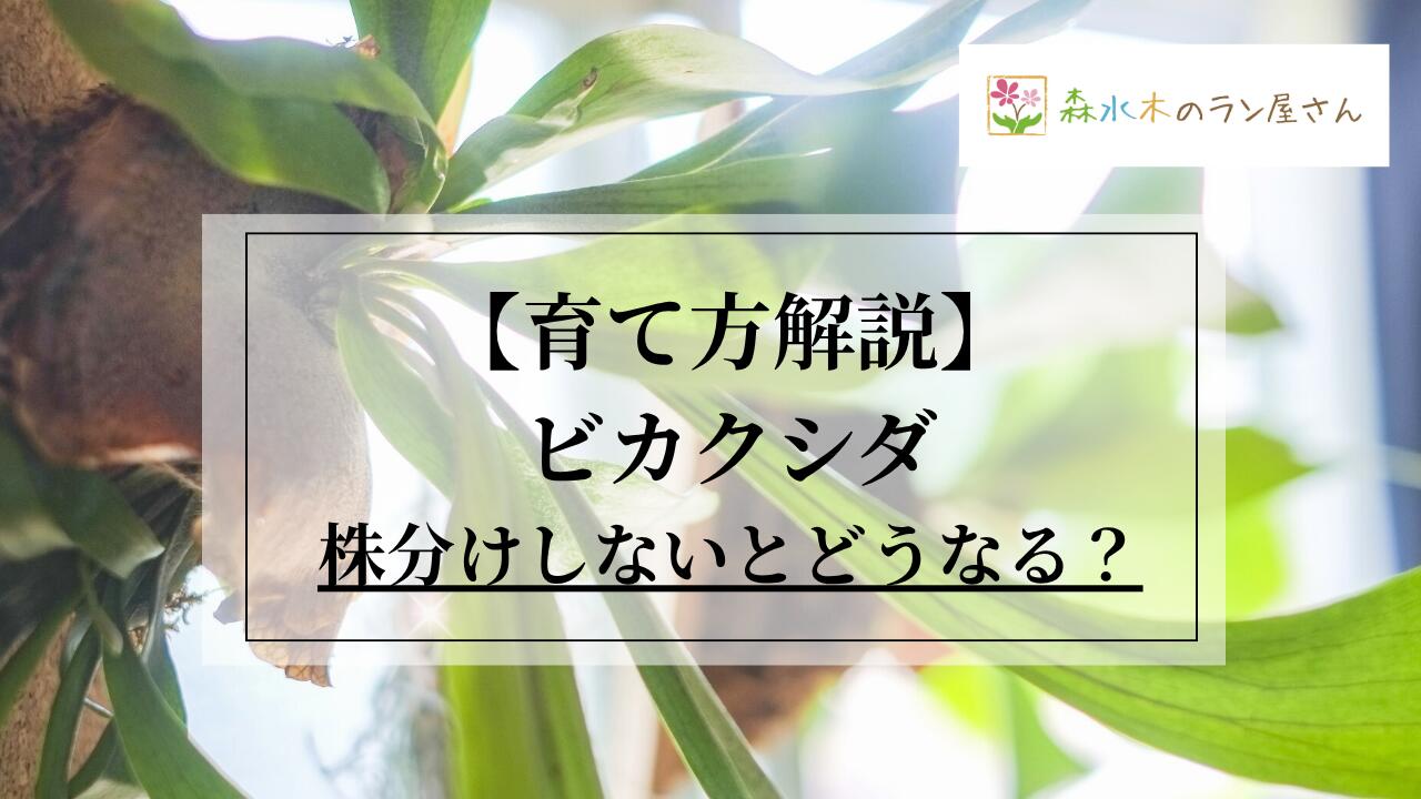 楽天市場 | 森水木のラン屋さん - ビカクシダを株分けしないとどうなる