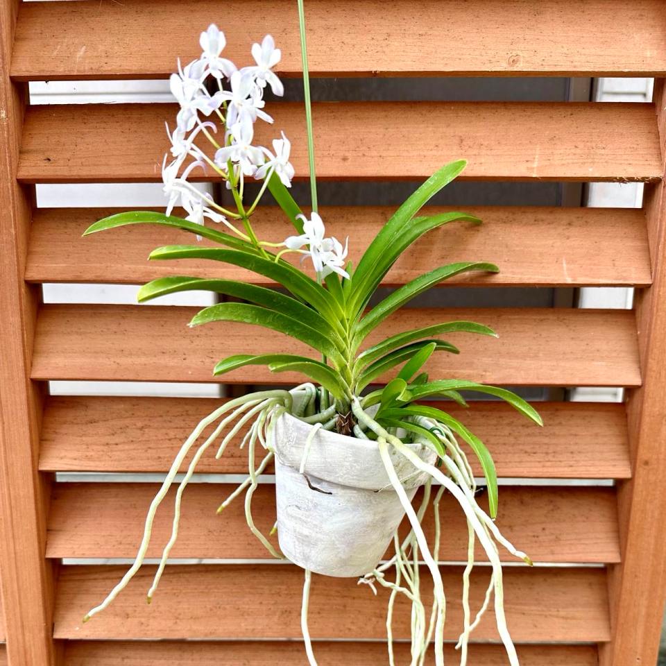 楽天市場】エアプランツ 香りの新品種 洋ランの苗『風蘭系交配種
