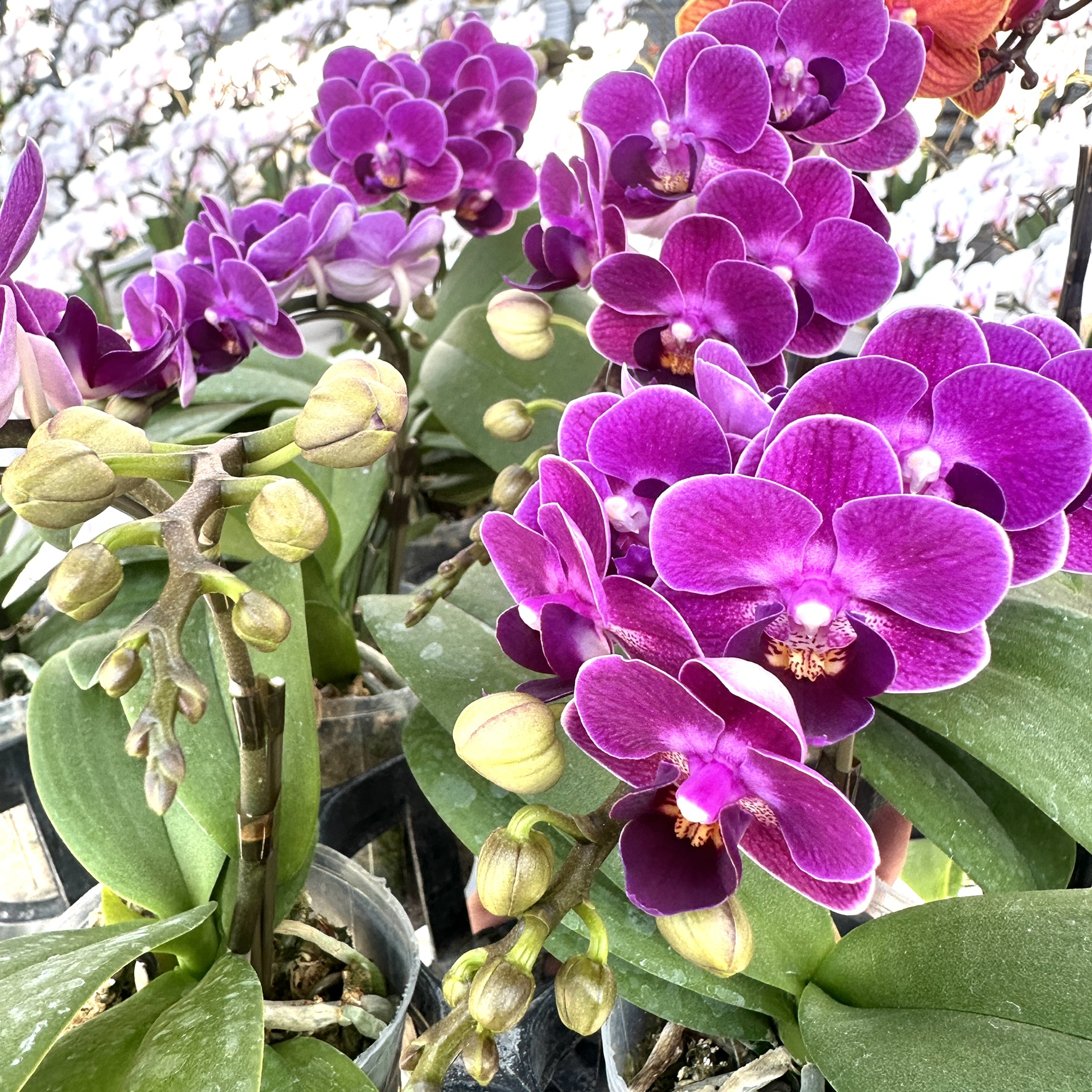 楽天市場】洋ランの苗『青いミニ胡蝶蘭「バイオレット アイ＊＊」【花