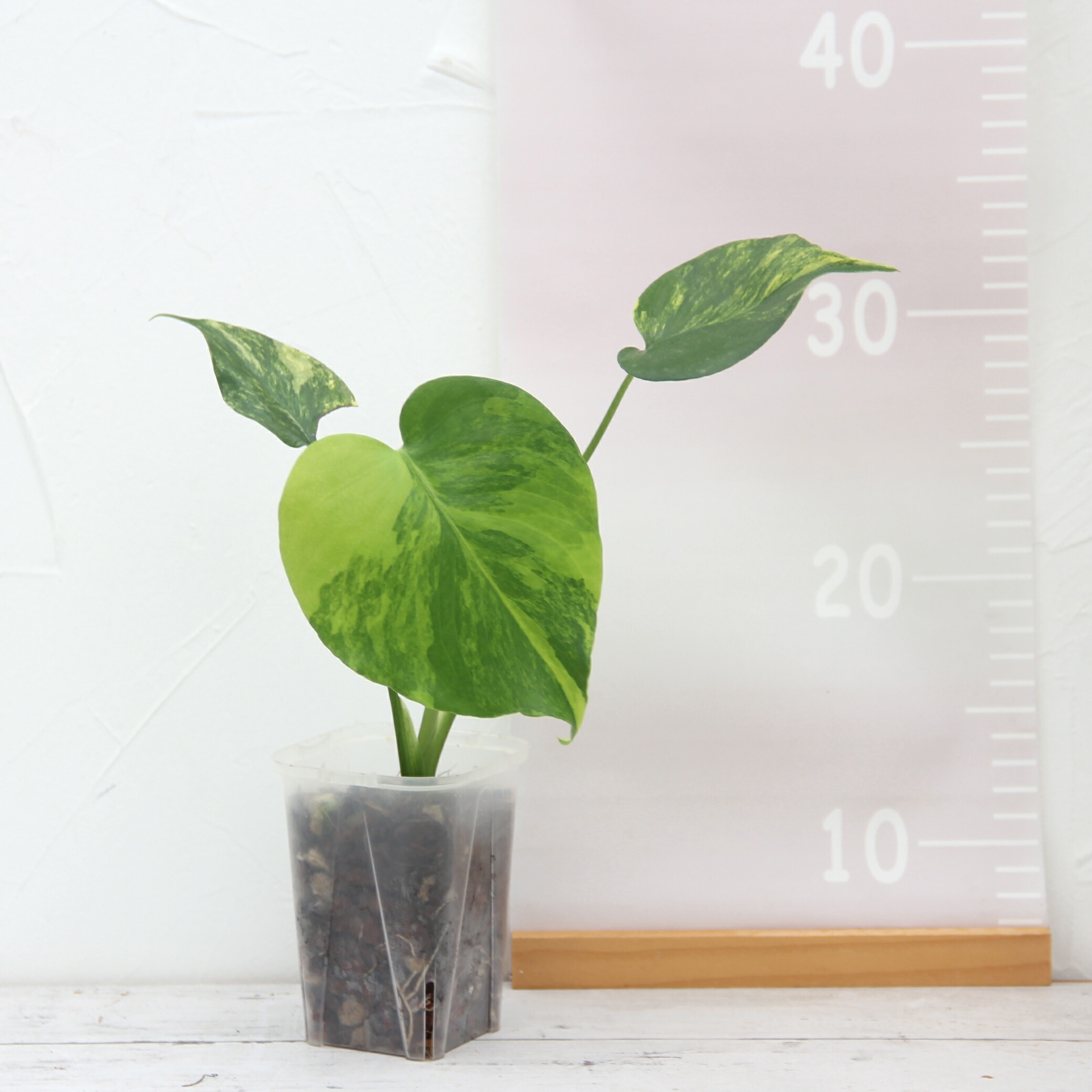 楽天市場】『モンステラ イエローマリリン』観葉植物 黄斑 3号ポット鉢