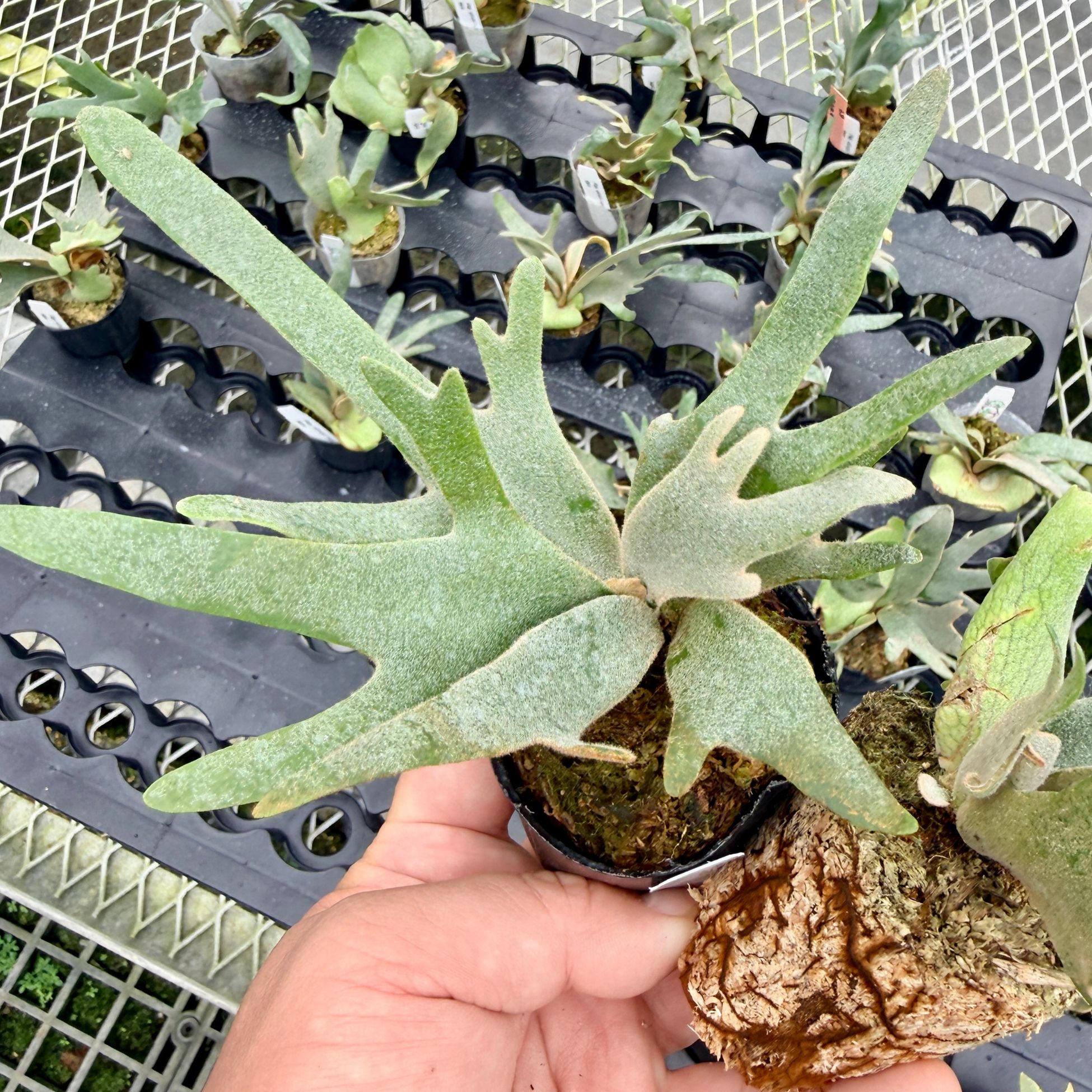 楽天市場】『ビカクシダ ウィリンキー ナノ』コウモリラン ドワーフ 2